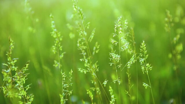 Green grass on the forest meadow. Plants sways in  the wind. Macro image, shallow depth of field. Beautiful summer nature background. 4k