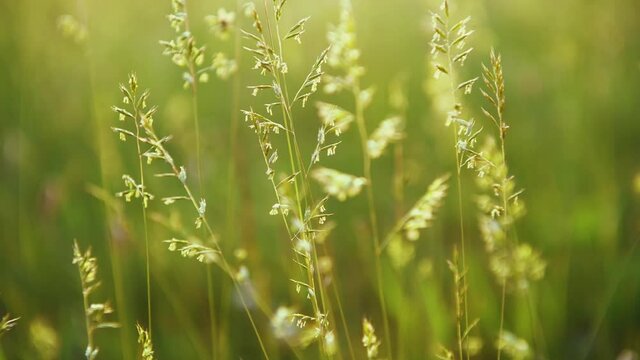 Green grass in the field at sunset. Plants sways in the wind. Macro image, shallow depth of field. Beautiful summer nature background. 4k