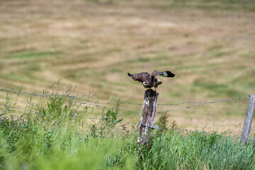 bird of prey buzzard, flying away from fence post