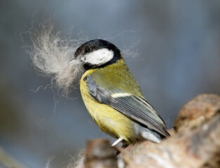 Great tit collecting brushed out dog fur to line its nest © Stephen