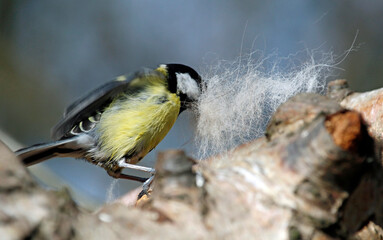 Naklejka premium Great tit collecting brushed out dog fur to line its nest