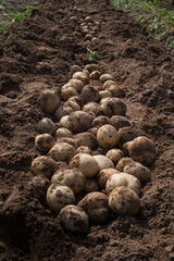 Fresh organic potatoes in the fields, raw potatoes.