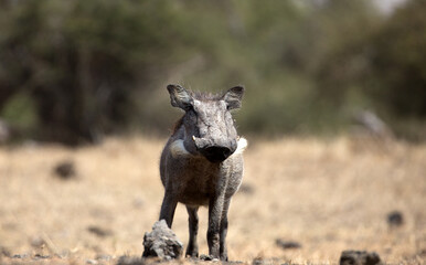The common warthog is a wild member of the pig family found in grassland, savanna, and woodland in sub-Saharan Africa.	