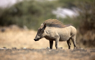 The Common Warthog (phacochoerus africanus) is a wild member of the pig family found in grassland, savanna, and woodland in sub-Saharan Africa.	
