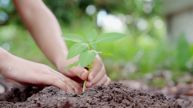 young woman holding a plant  are planting trees and watering them ,Plant trees to help the planet save the environment, create oxygen for the world.