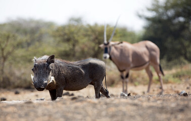 The common warthog is a wild member of the pig family found in grassland, savanna, and woodland in sub-Saharan Africa.	