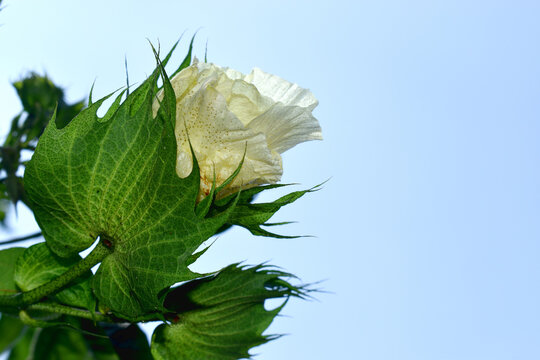 Cotton flower on blue sky background or white flower of Gossypium barbadense in bloom