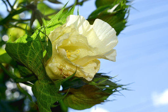 Cotton flower on blue sky background or white flower of Gossypium barbadense in bloom