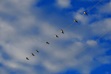 Barn swallows sit on wires