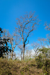dead tree in winter