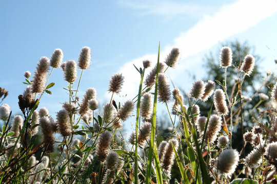 A close up of Trifolium arvense flowers (hare's-foot clover, rabbitfoot clover) in the field at dawn, view from below. Fluffy pinkish flowers of oldfield clover in a dew drops, selective focus