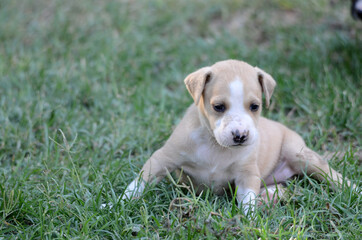Naklejka na ściany i meble cute puppie terrier mix dog on a grass