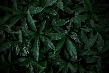 Green leaves texture background Nature wallpaper