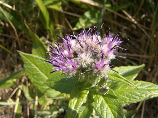 レブントウヒレン