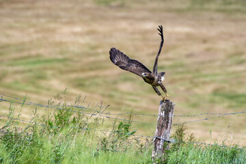 bird of prey buzzard flying away from fence post