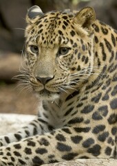 Portrait of an Amur leopard lying on the ground under the sunlight with a blurry background