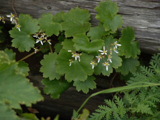 ダイモンジソウ