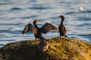 Double-crested Cormorants at Mass Audubon's Nahant Thicket Wildlife Sanctuary