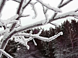 Snow covered frozen plant