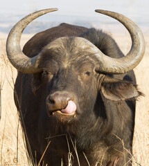 Funny Cape Buffalo (Syncerus caffer) portrait closeup sticking his tongue in his nose in South Africa with bokeh