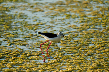 a common stork in a shallow lake