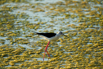a common stork in a shallow lake