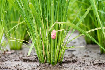 Red pink snail eggs attached to green young rice. 