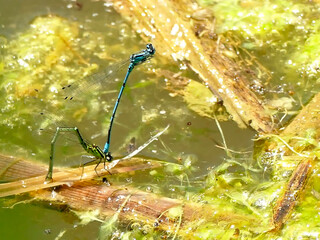 Azure Damselfly, reprodcution, mating
