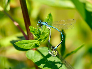 Forktails during reproduction on a leaf