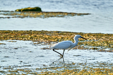 white colored egret in a shallow lake