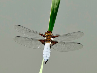 Broad-bodied chaser sitting on a leaf of a cattail