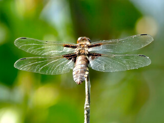 female Broad-bodied chaser sitting on a leaf