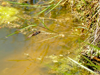 female Broad-bodied chaser putting eggs in a pond