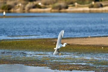 white colored egret in a shallow lake