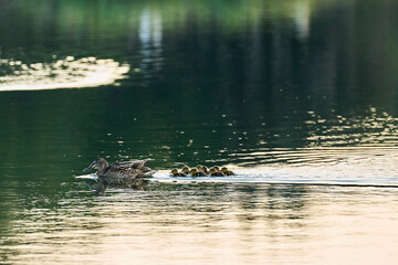 A mother duck swims together her little ducks