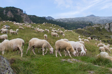 Fototapeta na wymiar The view of sheeps herd with shepherd grazing on The Italian Alps, Lombardy, Italy.