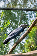 Pied Crow, Corvus albus, standing on a branch. Side view of adult bird against natural background