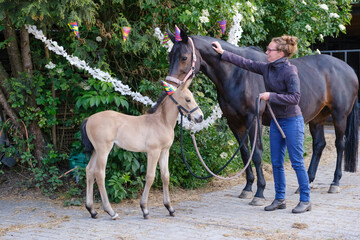A brown mare and a yellow foal with hats and guirlandes in the trees. Girl is holding the horse....