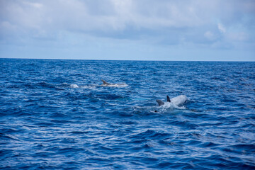Fototapeta premium Walk on the Azores archipelago. Discovery of the island of Pico, Azores. Madalena