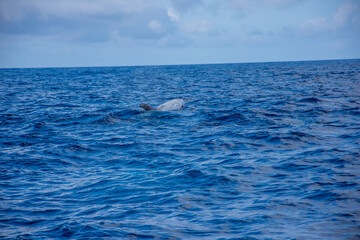 Walk on the Azores archipelago. Discovery of the island of Pico, Azores. Madalena