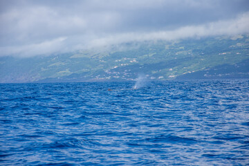 Walk on the Azores archipelago. Discovery of the island of Pico, Azores. Madalena