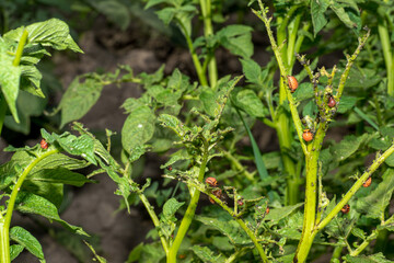 A Colorado beetle and its larvae are eating green potato tops in close-up. Concept of agricultural pest control.
