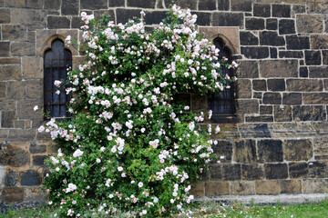 Fototapeta na wymiar Minden - Blumen an der Marienkirche, Nordrhein-Westfalen, Deutschland, Europa