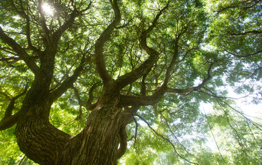 Obraz premium forest