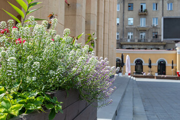 Fototapeta na wymiar Flowering plants on the background of the city