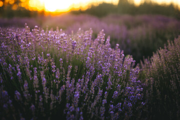 Fototapeta premium Beautiful lavender flowers blooming at sunset. Concept of beauty, aroma and aromatherapy 