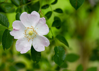 Rosa Canina (dog rose) bush,  romantic wildflower on a sunny day with bright green background and space for text