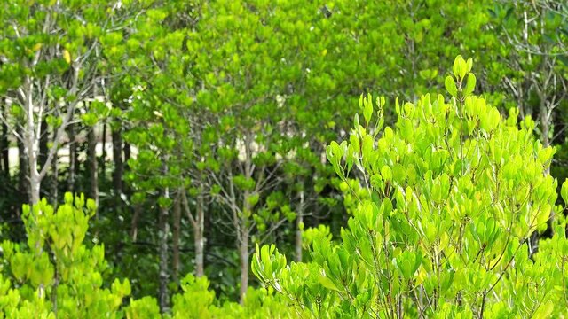 Mangrove Forest Scientific name Ceriops decandra Ding Hou belongs to the family Rhizophoraceae. Is a perennial plant Thailand is a tourist destination for nature studies.