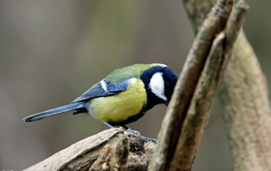Great tit in the woods
