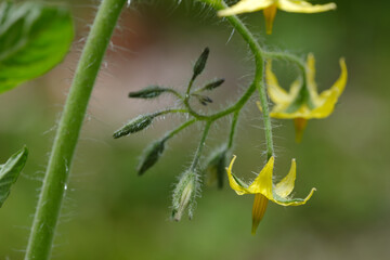 ミニトマトの花
